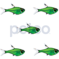 Electric Green Pristella Tetra