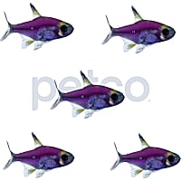 Galactic Purple Pristella Tetra