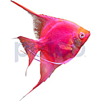 GloFish Starfire Red Angelfish
