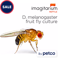 Flightless Fruit Flies - D. melanogaster