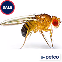 Flightless Fruit Flies - D. hydei