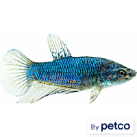 Female Halfmoon Betta