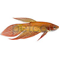 Male Betta