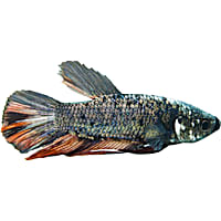 Male Halfmoon King Betta