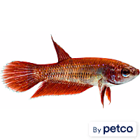 Female Red Veiltail Betta