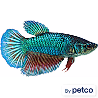 Female Green Veiltail Betta
