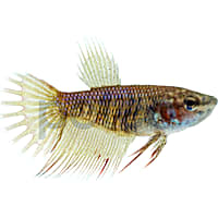 Female Red Crowntail Betta