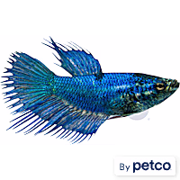 Female Green Crowntail Betta