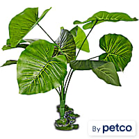 Imagitarium Ficus Terrarium Plant