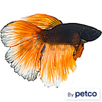 Male Paradise Betta