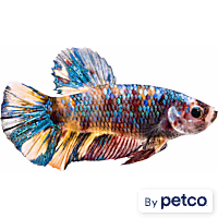 Male Koi Betta