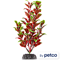 Imagitarium Red & Green Pearl Foreground Aquarium Plant