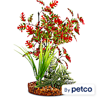 Imagitarium Pacifica Red & Green Plant