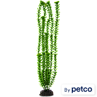 Imagitarium Green Ambulia Background Aquarium Plant