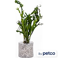 Microsorium pteropus "Windelov" - Aquarium Tube Plant