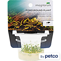 Glossostigma elatinoides - Tissue Culture Aquarium Plant