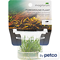Cryptocoryne parva - Tissue Culture Aquarium Plant