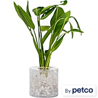 Argentine Sword (Echinodorus sp. "Argentinensis") - Aquarium Tube Plant