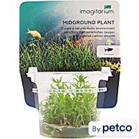 Pogostemon helferi - Tissue Culture Aquarium Plant