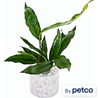 Anubias afzelli - Aquarium Tube Plant