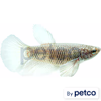 Female Elephant Ear Betta