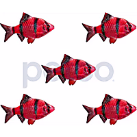 Starfire Red Tiger Barb 5-Pack
