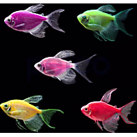 Assorted GloFish Longfin Tetra - 5 Pack