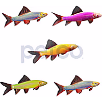 Assorted GloFish Shark 5-Pack