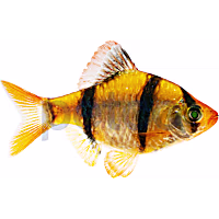 Sunburst Orange Tiger Barb
