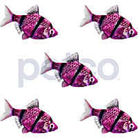 Galactic Purple Tiger Barb