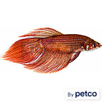 Male Samurai Betta