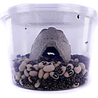Bean Beetle Culture