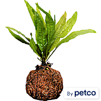 Coco Ball with Plant