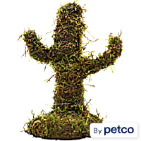 Mossy Cactus
