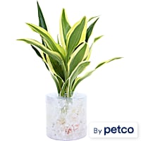 Dracaena sanderiana "White Ribbon" - Terrarium Tube Plant