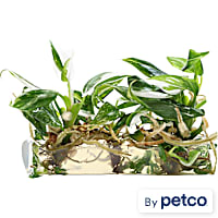 Philodendron White Princess Terrarium TC Bag