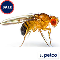 Flightless Fruit Flies - D. hydei