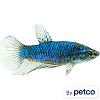 Female Halfmoon Betta