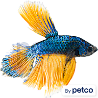 Male Halfmoon Betta