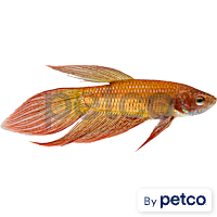 Male Betta
