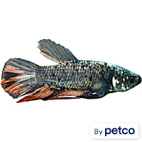 Male Halfmoon King Betta