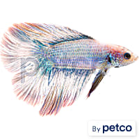 Male Halfmoon Doubletail Betta