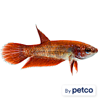 Female Red Veiltail Betta