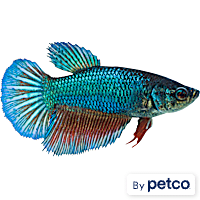 Female Green Veiltail Betta