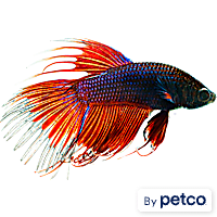 Male Red Crowntail Betta