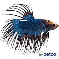 Male Cambodian Crowntail Betta