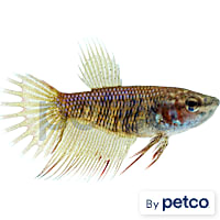 Female Red Crowntail Betta
