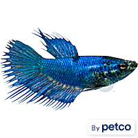 Female Green Crowntail Betta