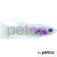 Baby Betta