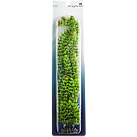 Imagitarium Ambulia Green Plant
